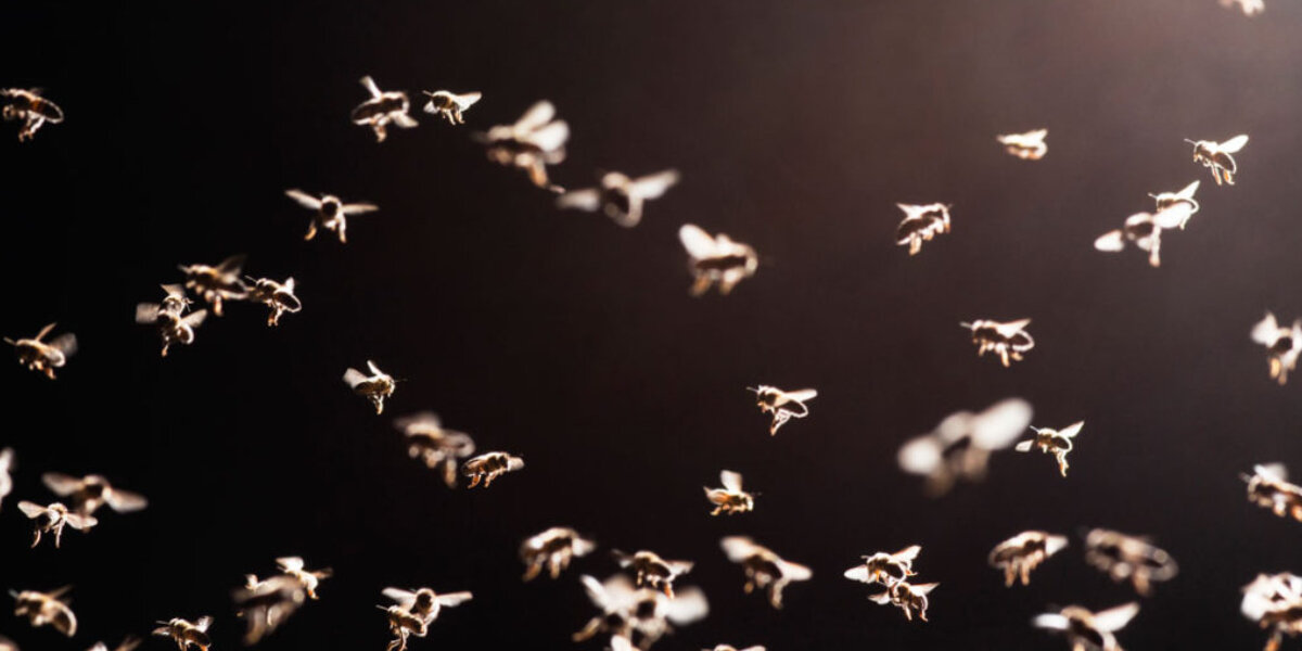 ¿Por qué la luz artificial atrae a los mosquitos?