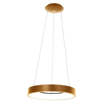Steinhauer Ringlede Lámpara Colgante dorado, Blanca, 1 luz