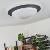 Wil Lámpara de Techo LED Antracita, Blanca, 1 luz