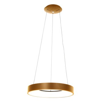 Steinhauer Ringlede Lámpara Colgante dorado, 1 luz