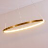 Canisteo Lámpara Colgante LED dorado, 1 luz