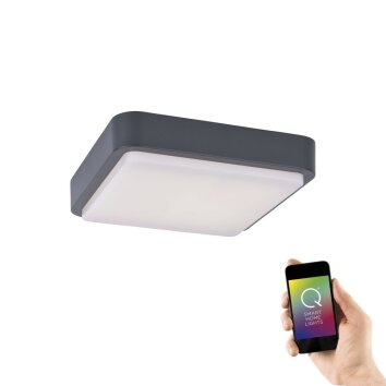 Paul Neuhaus Q-LENNY Lámpara de Techo LED Antracita, 1 luz, Mando a distancia, Cambia de color