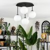 Chehalis Plafones, Luminarias esféricas Blanca, 5 luces