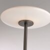Lámparas Paul Neuhaus Vitrum Lámpara de pie LED Marrón, 2 luces