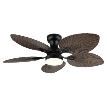 Lámparas Globo Lighting Elise lámpara ventilador de techo LED Crudo, Negro, 1 luz, Mando a distancia