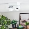Narel Plafones, Spot techo LED Blanca, 2 luces