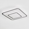 Borin Plafones LED Gris, Blanca, 1 luz