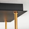Gastor Plafones, Luminarias esféricas dorado, Negro, 5 luces
