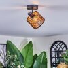 Cando Plafones, Spot techo Negro, 1 luz