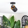 Fallhagen Plafones, Spot techo Negro, 1 luz