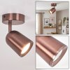 Lemak foco de techo LED orientable GU10 en cobre cepillado para salón y comedor